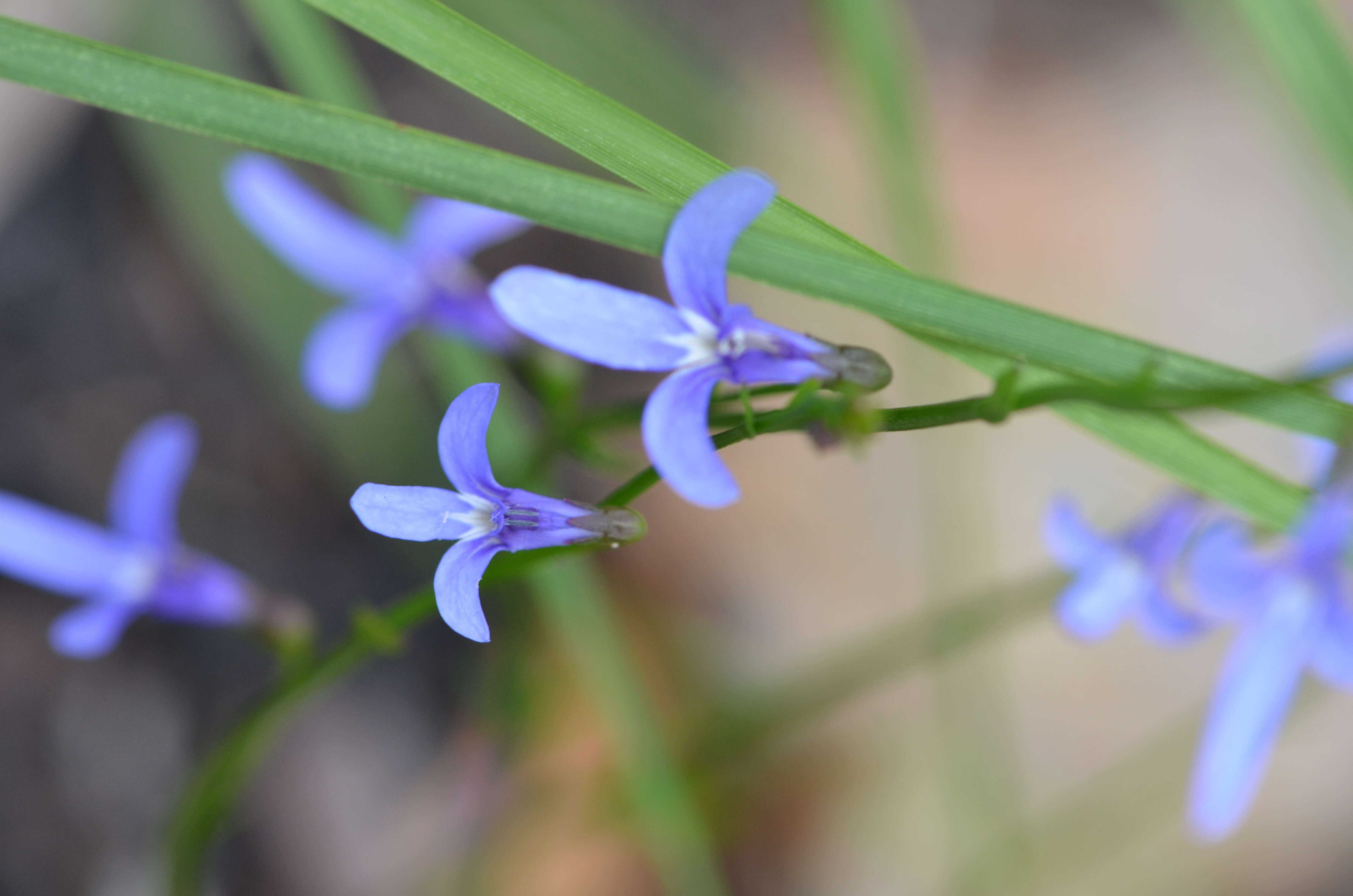 Image of Lobelia dentata Cav.