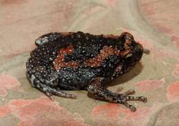 Image of Sri Lankan Bullfrog