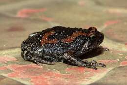 Image of Sri Lankan Bullfrog