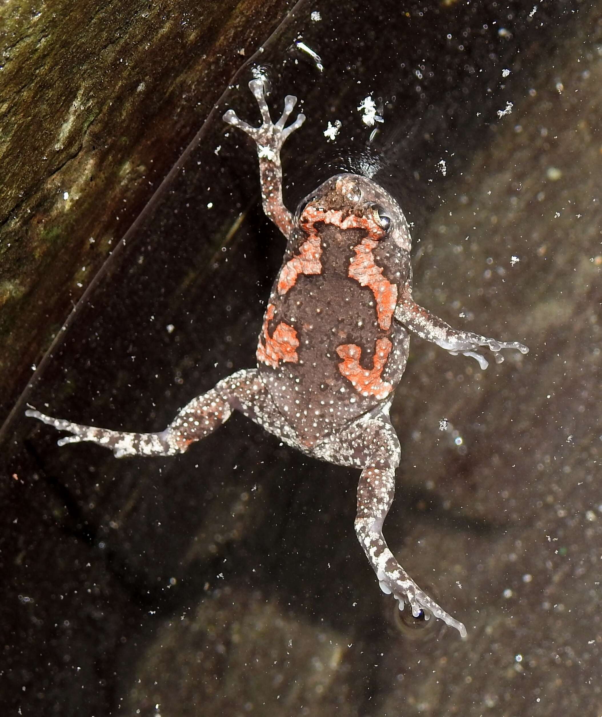 Image of Sri Lankan Bullfrog