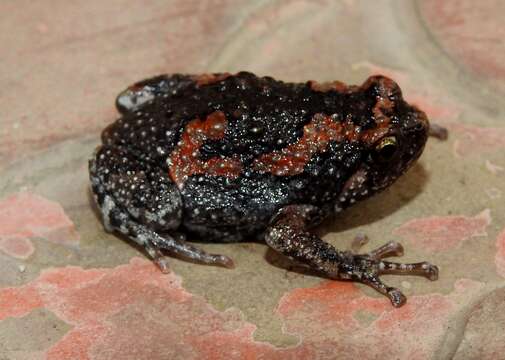 صورة Uperodon taprobanicus (Parker 1934)