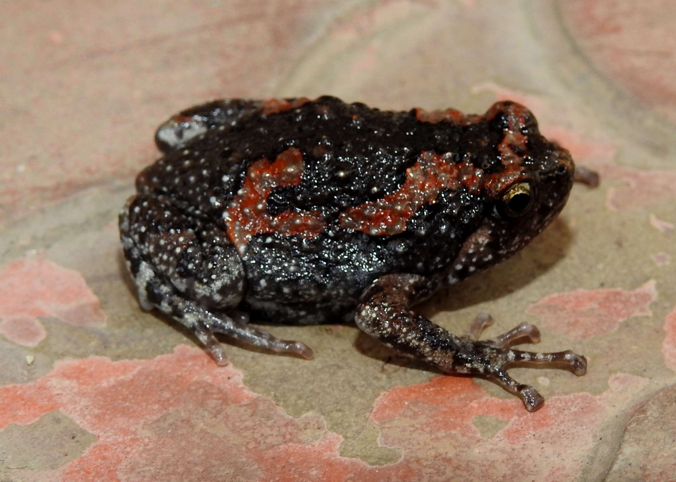 Image of Sri Lankan Bullfrog