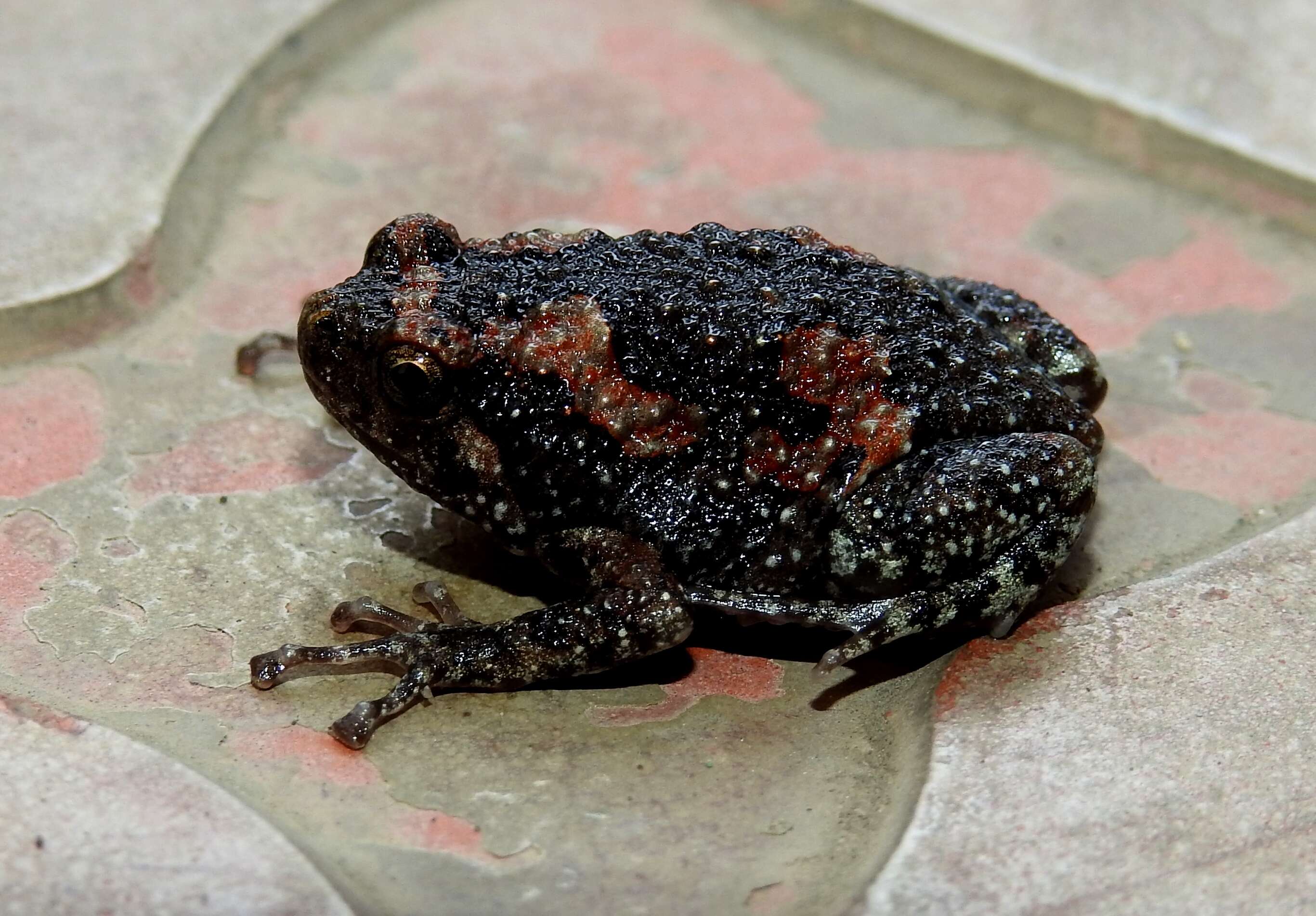 صورة Uperodon taprobanicus (Parker 1934)