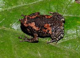 Image of Sri Lankan Bullfrog