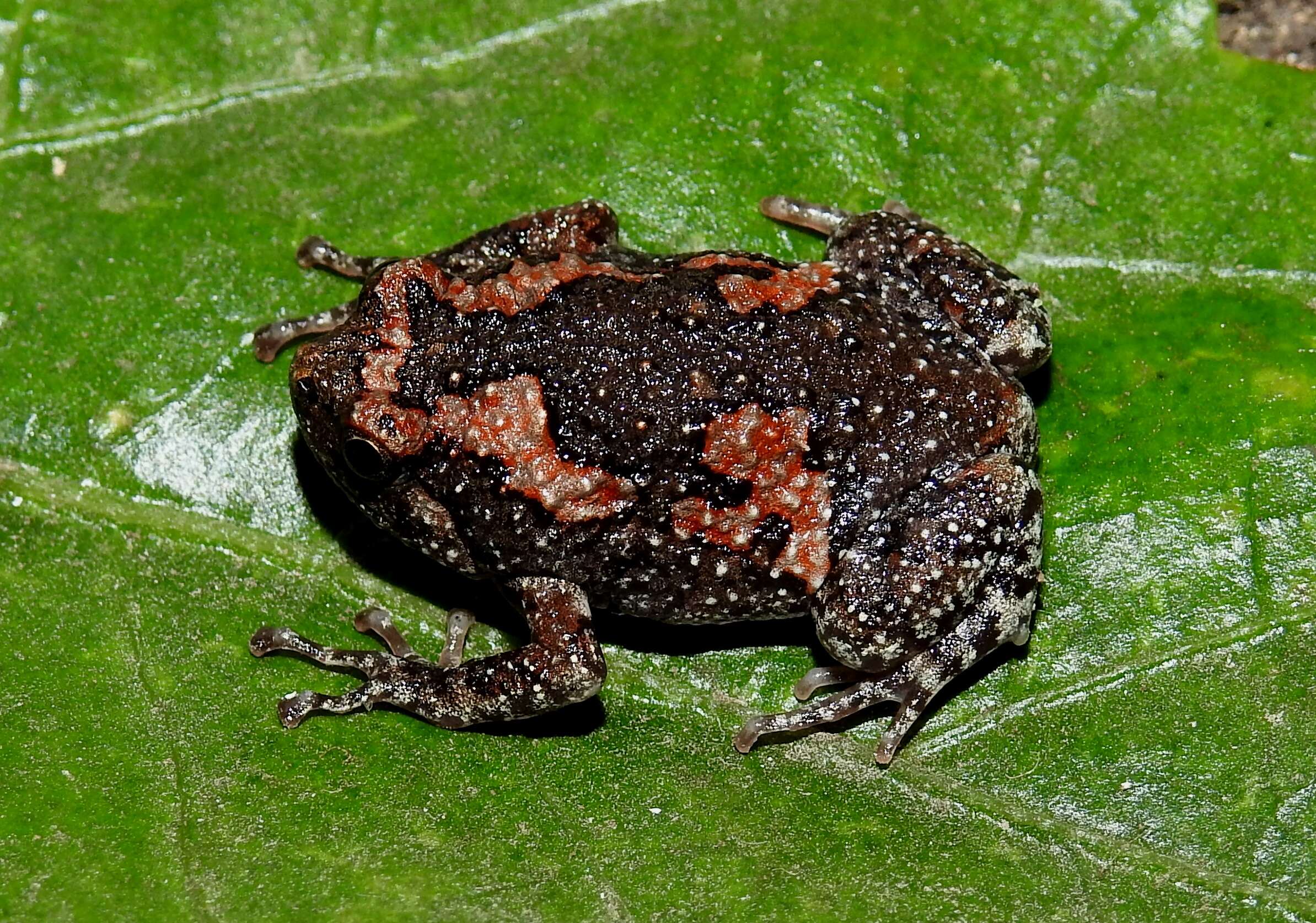 Image of Sri Lankan Bullfrog