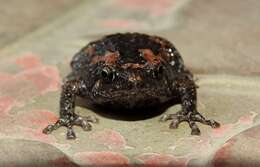 Image of Sri Lankan Bullfrog