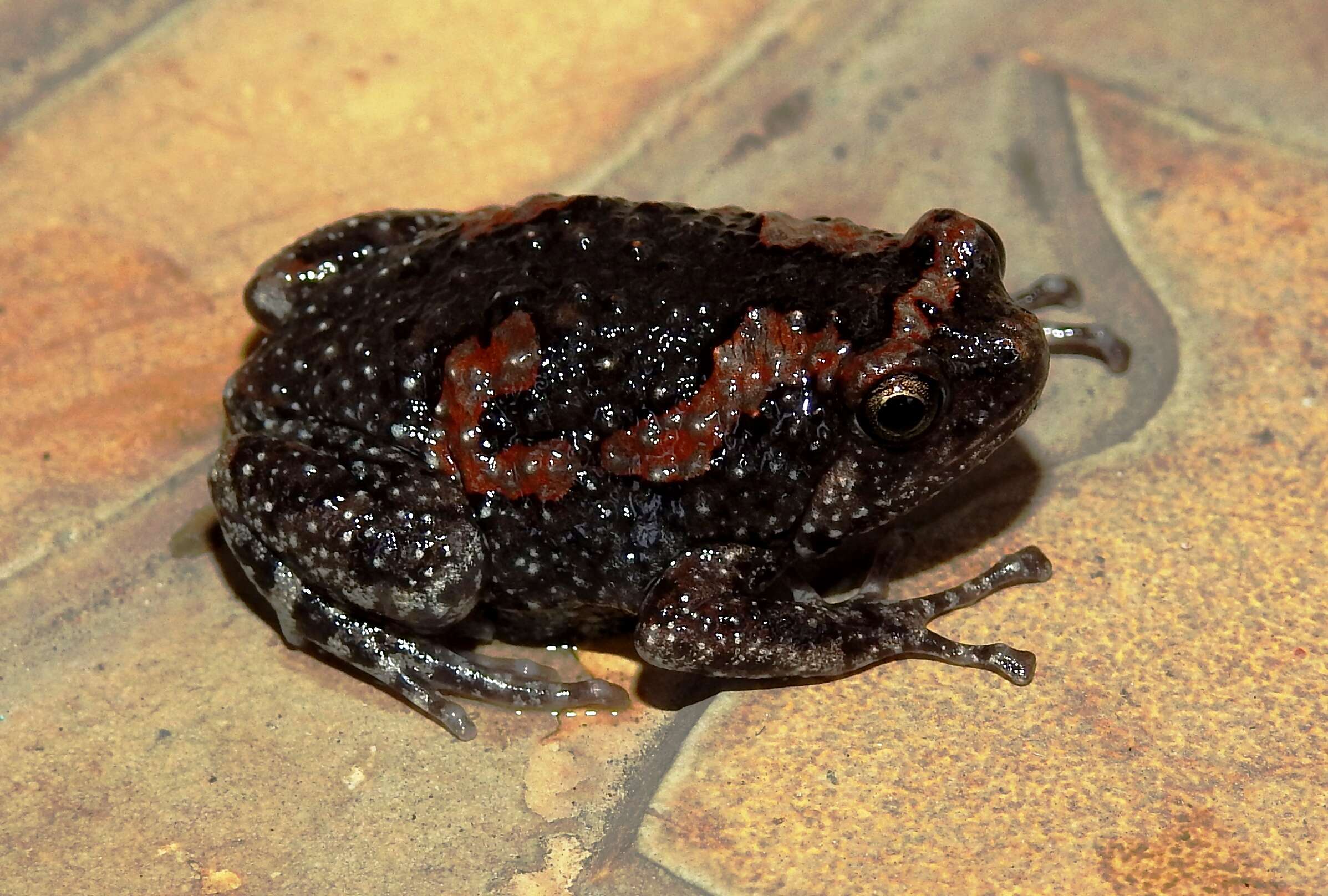 Image of Sri Lankan Bullfrog