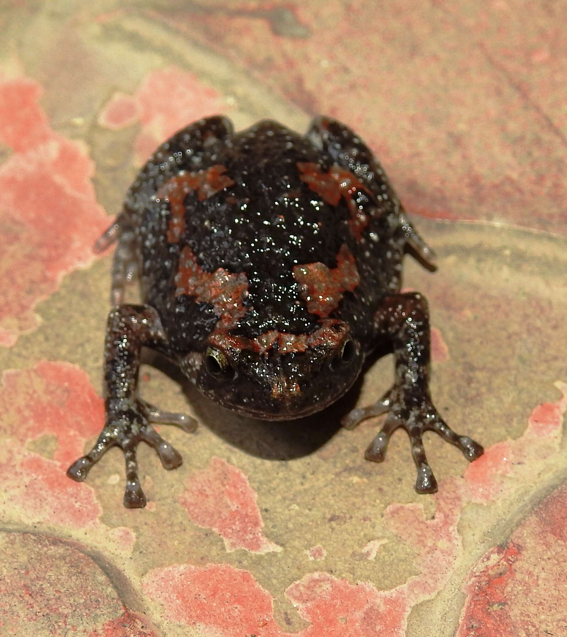 صورة Uperodon taprobanicus (Parker 1934)