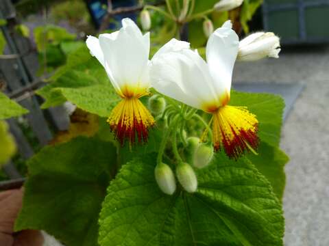 Image de Sparrmannia africana L. fil.