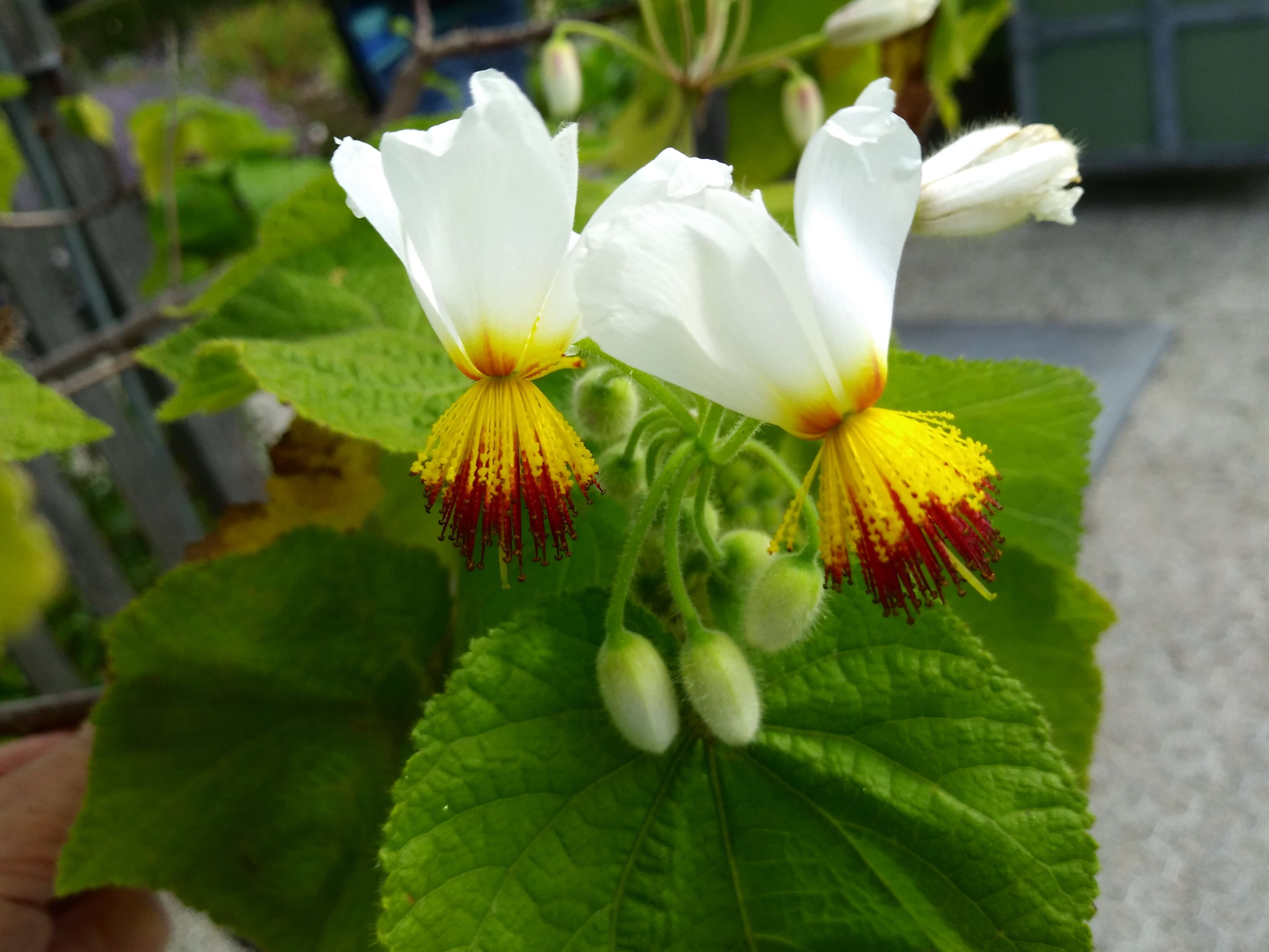 Sivun Sparrmannia africana L. fil. kuva