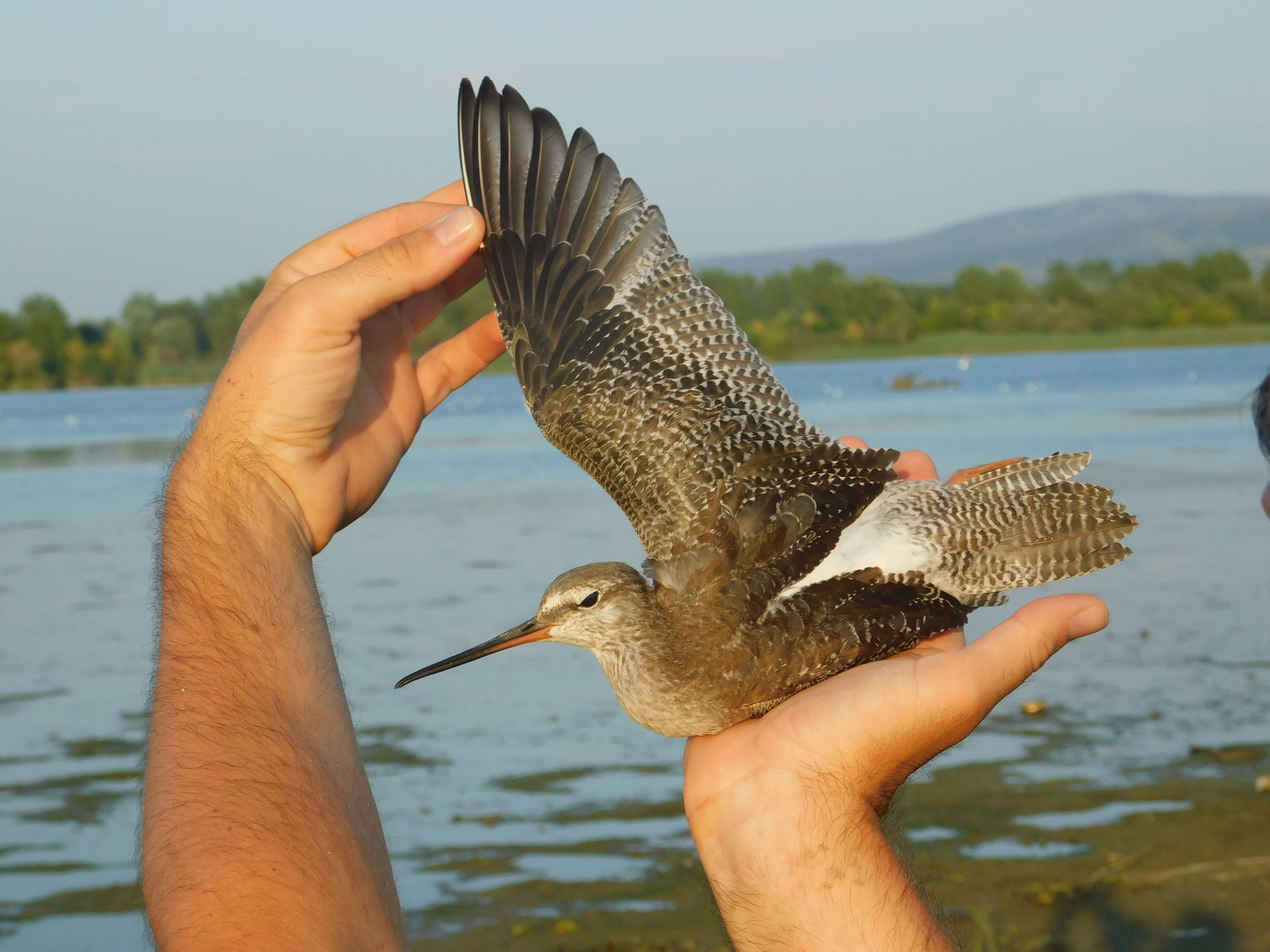 Image of Spotted Redshank