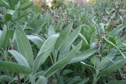 Imagem de Salvia officinalis L.