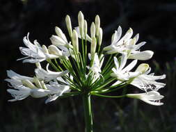 Imagem de Agapanthus praecox Willd.