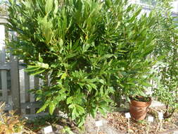 Image of Laurus Nobilis