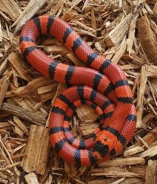 Image of Lampropeltis abnorma (Bocourt 1886)