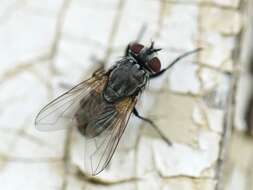 Image of house fly