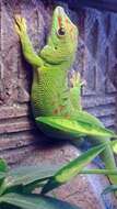 Phelsuma madagascariensis Gray 1831 resmi