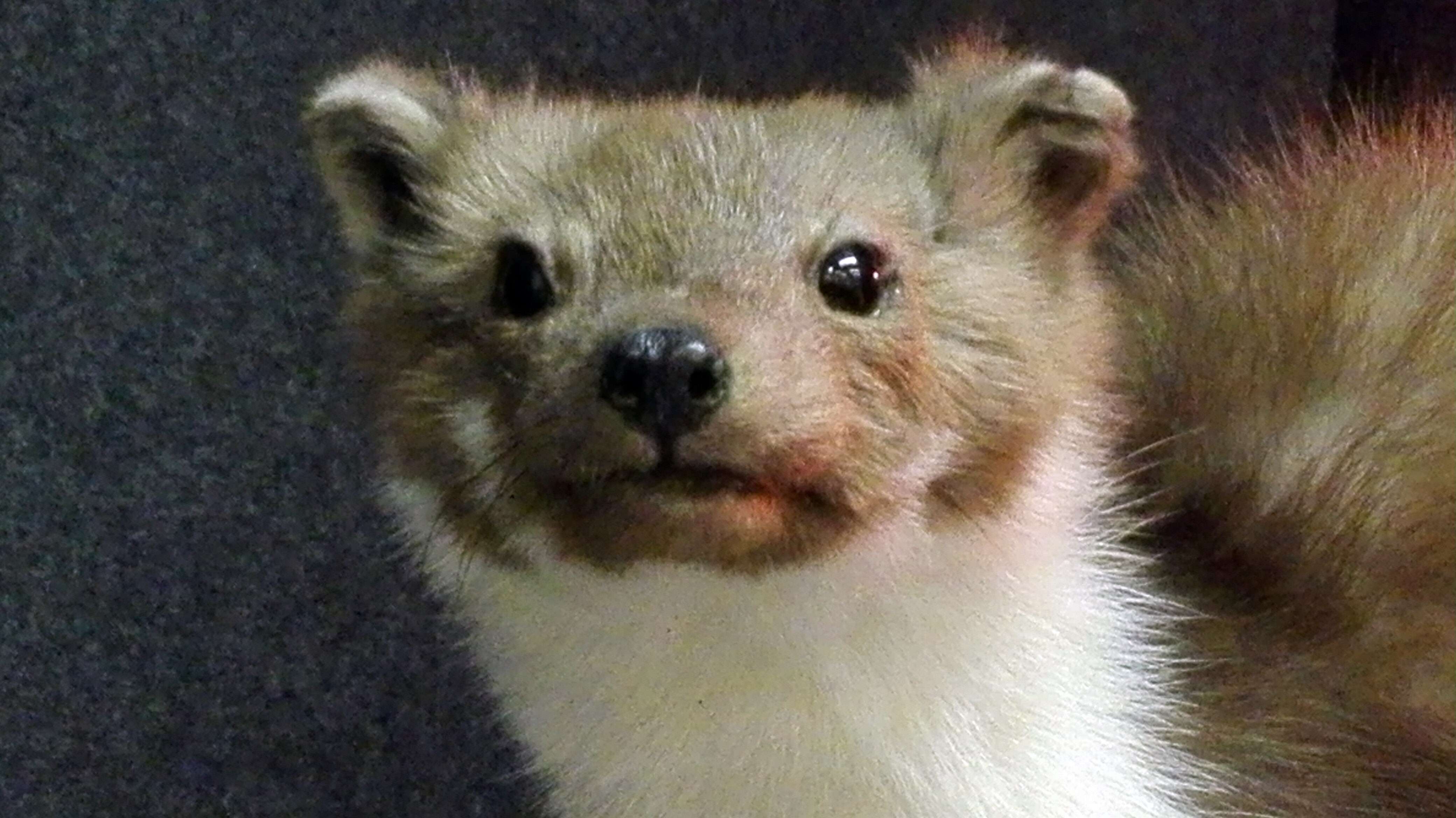 Image of Beech Marten