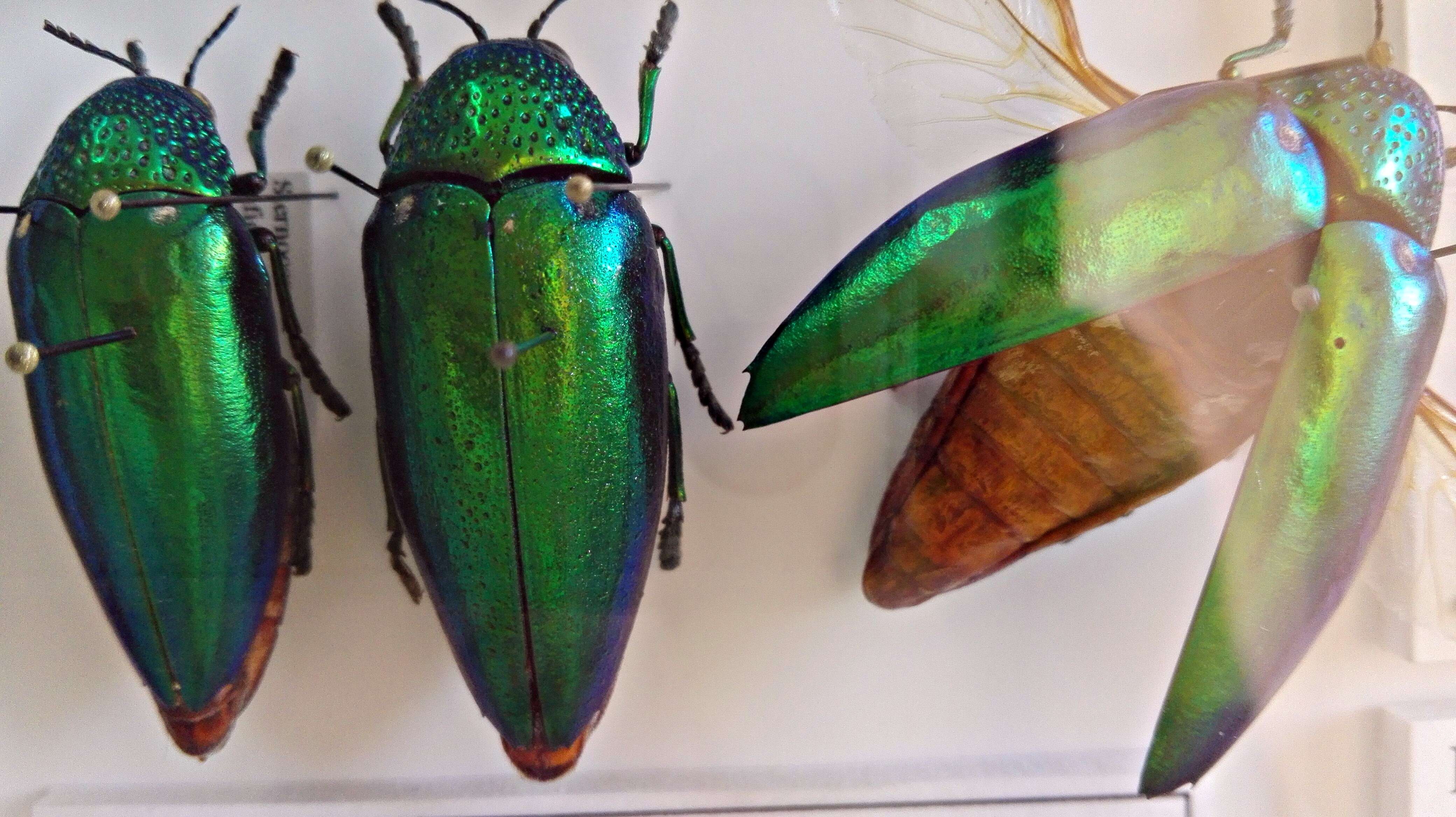 Imagem de Sternocera ruficornis Saunders 1866