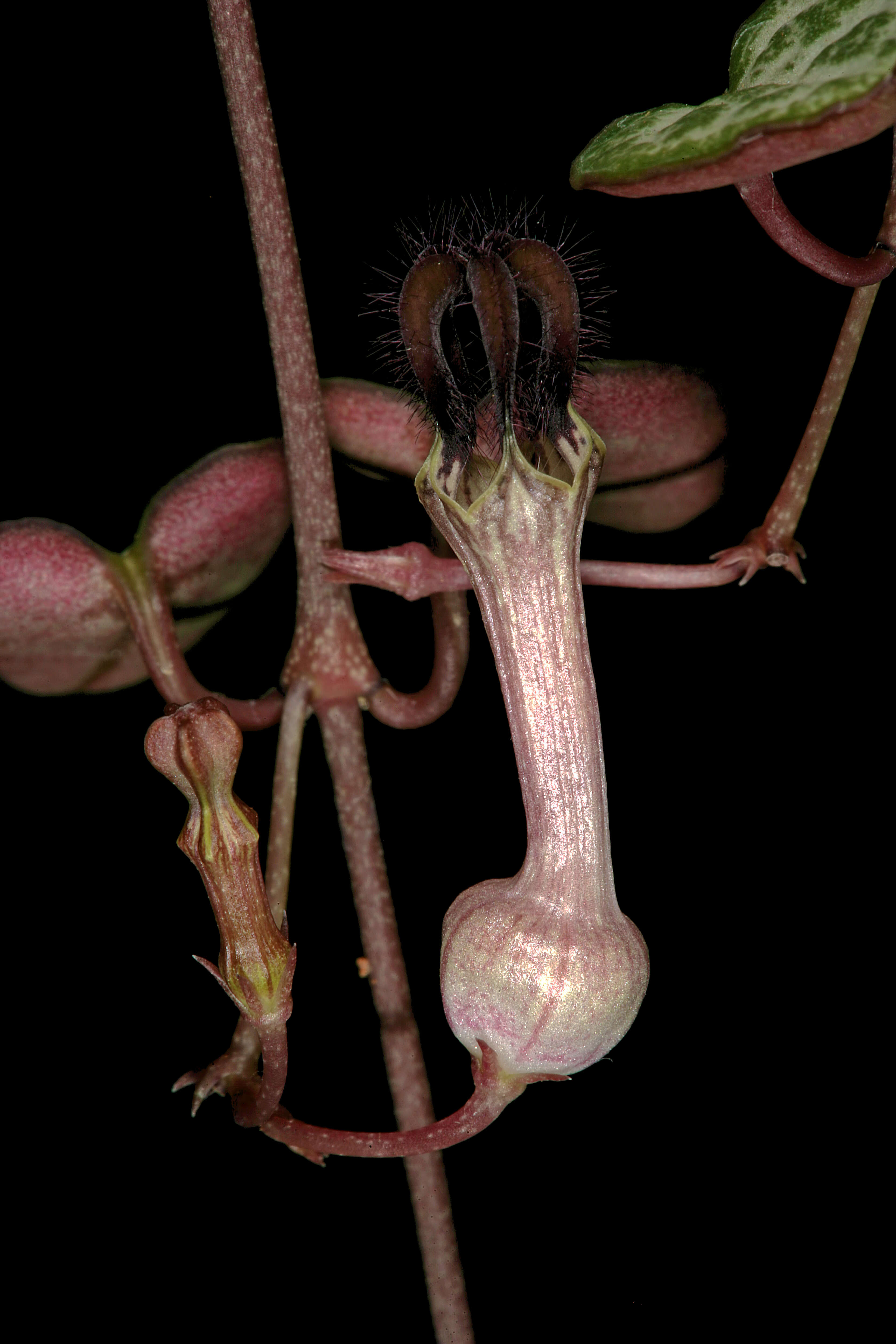 Image of Ceropegia collaricorona Werderm.
