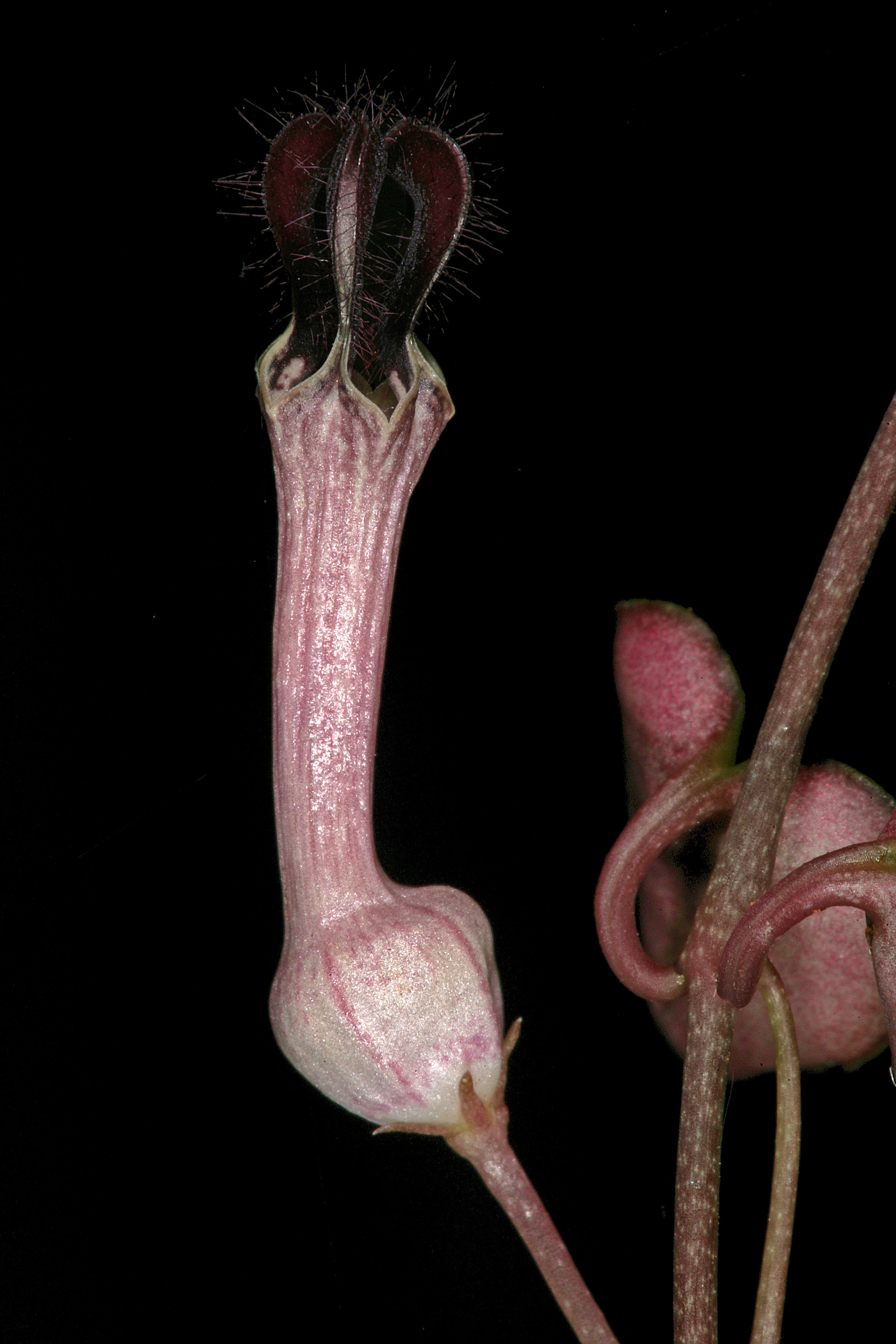 Image of Ceropegia collaricorona Werderm.