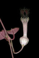 Image of Ceropegia collaricorona Werderm.