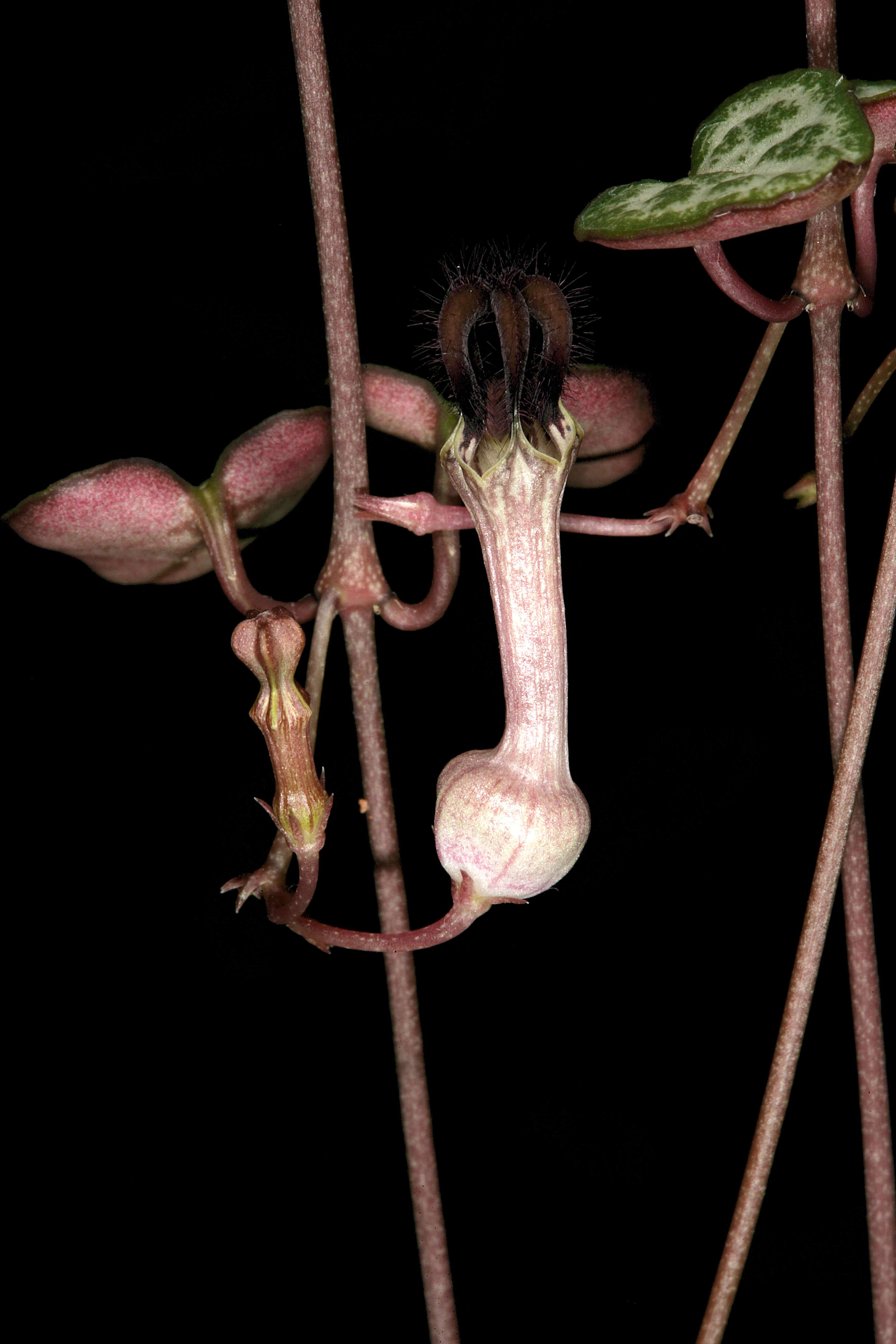 Image of Ceropegia collaricorona Werderm.