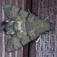 Слика од Macroglossum stellatarum (Linnaeus 1758)