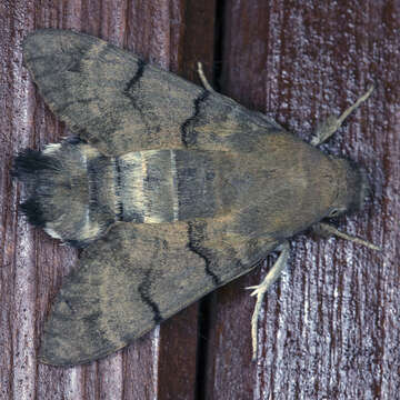 Image of humming-bird hawk moth