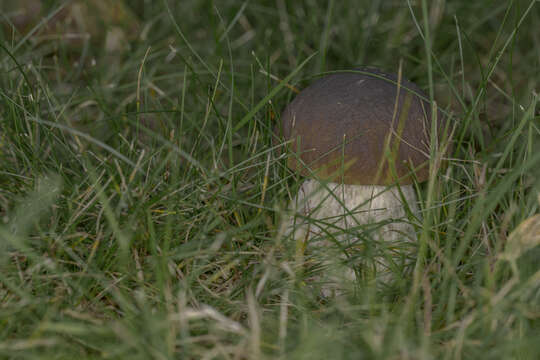 Image of Cep