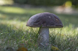 Image of Leccinum scabrum (Bull.) Gray 1821