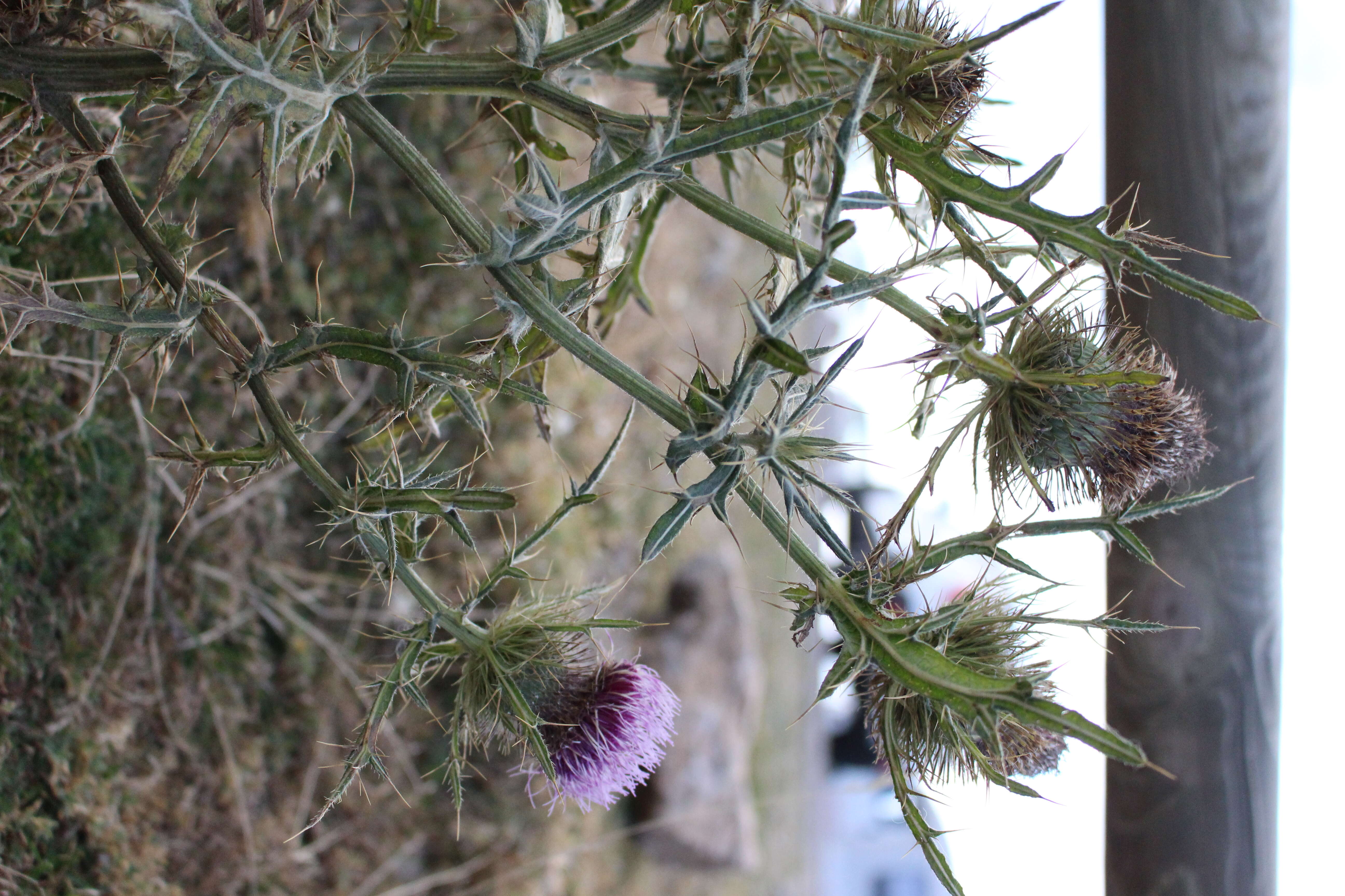 Image of woolly thistle