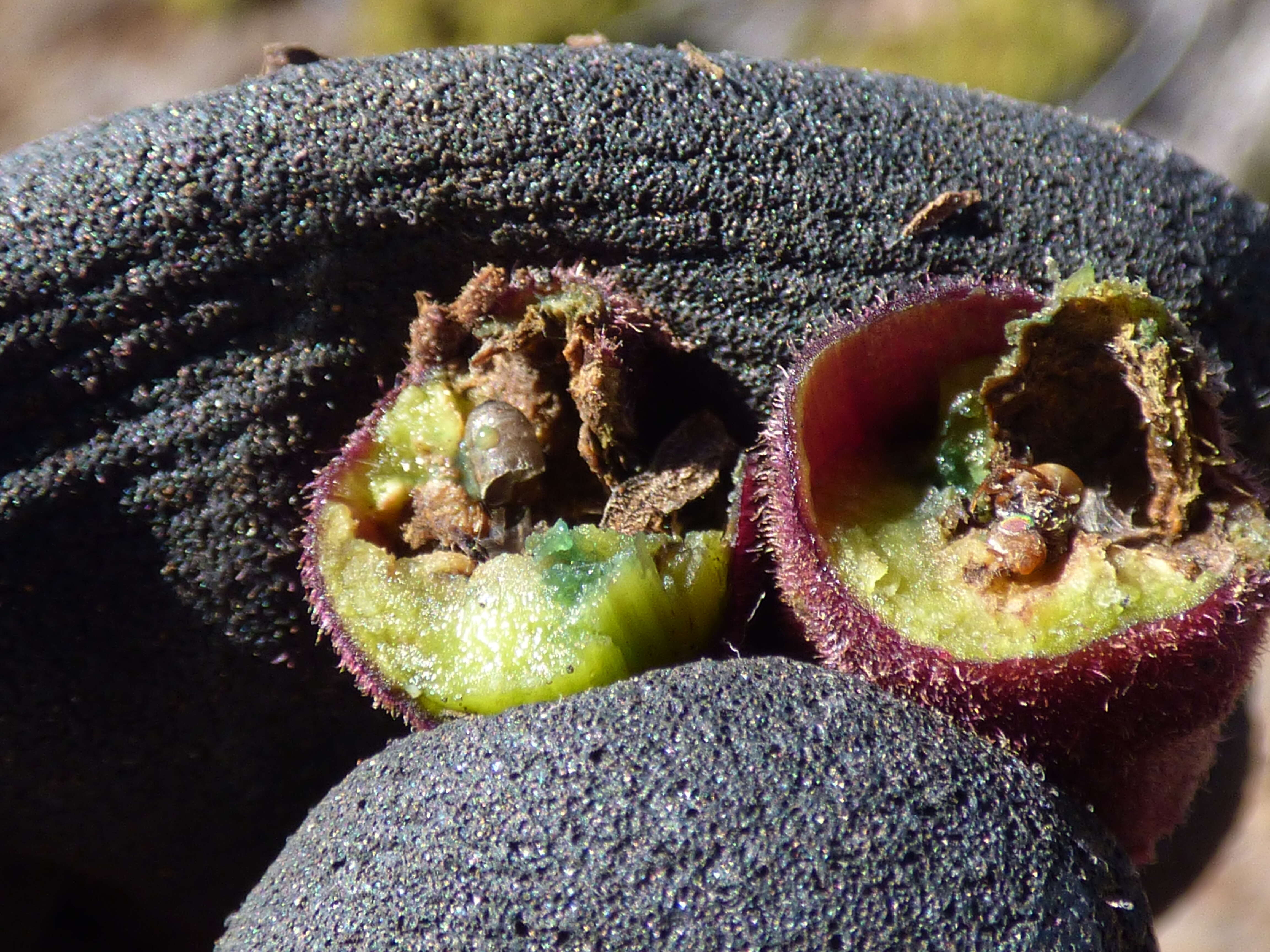 Image of sticky snakeroot