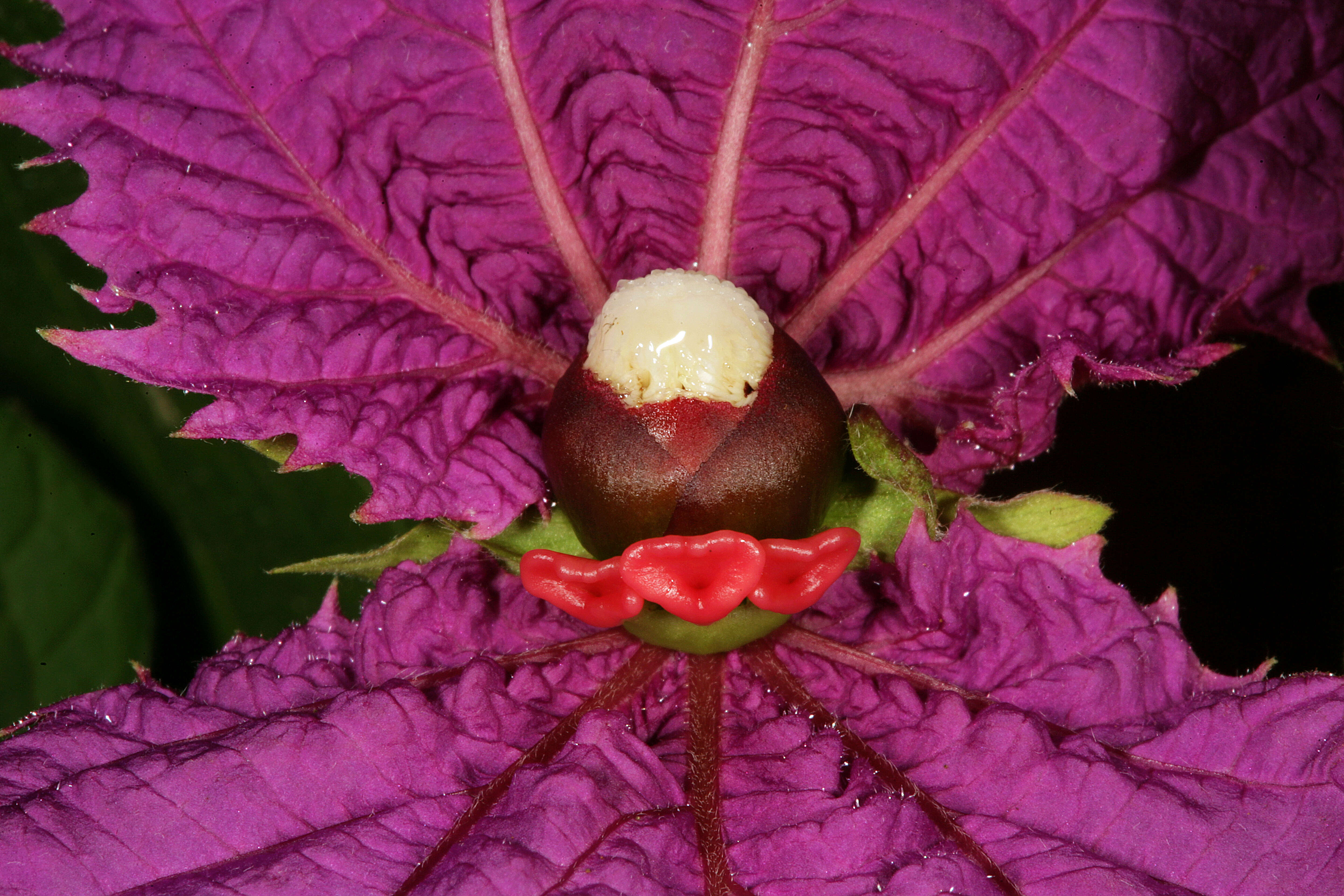 Plancia ëd Dalechampia dioscoreifolia Poepp.