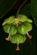 Plancia ëd Dalechampia dioscoreifolia Poepp.