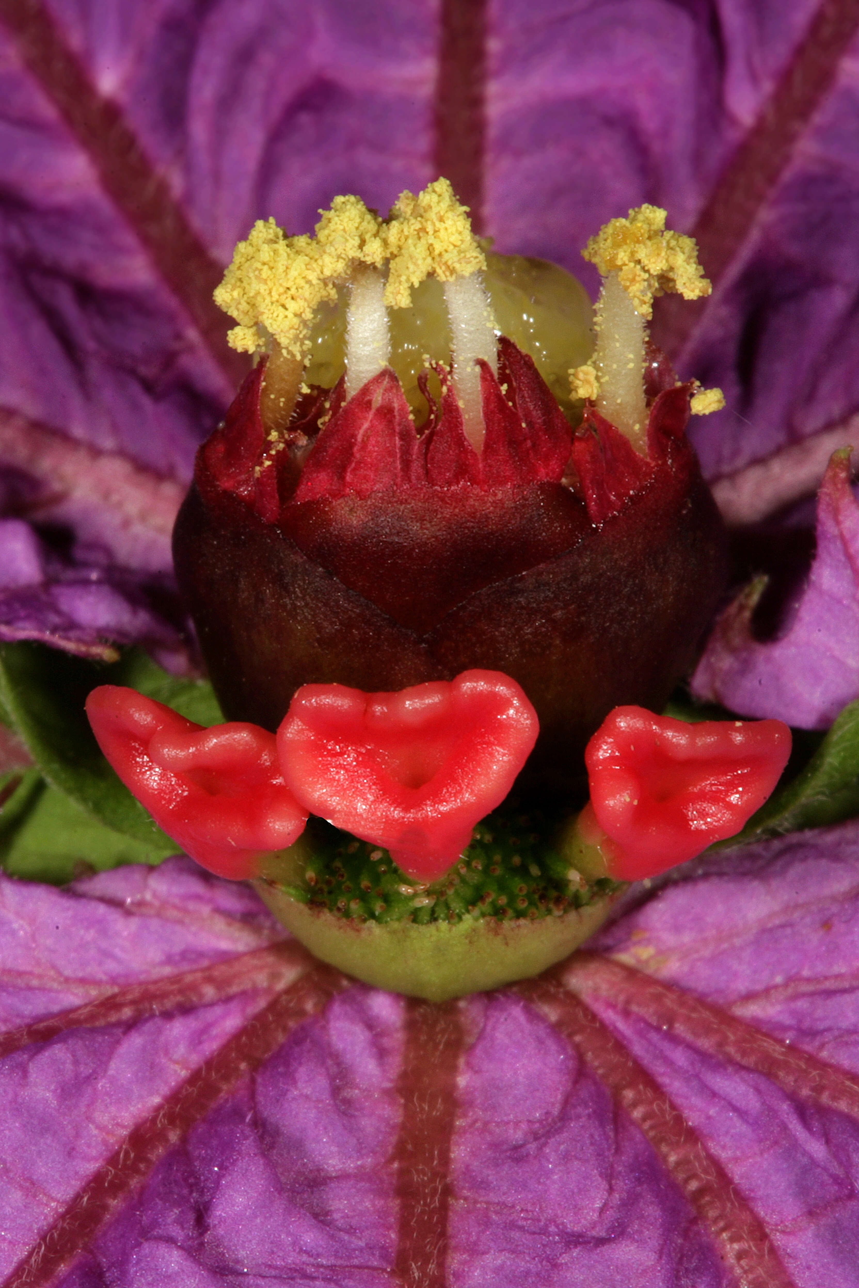 Plancia ëd Dalechampia dioscoreifolia Poepp.