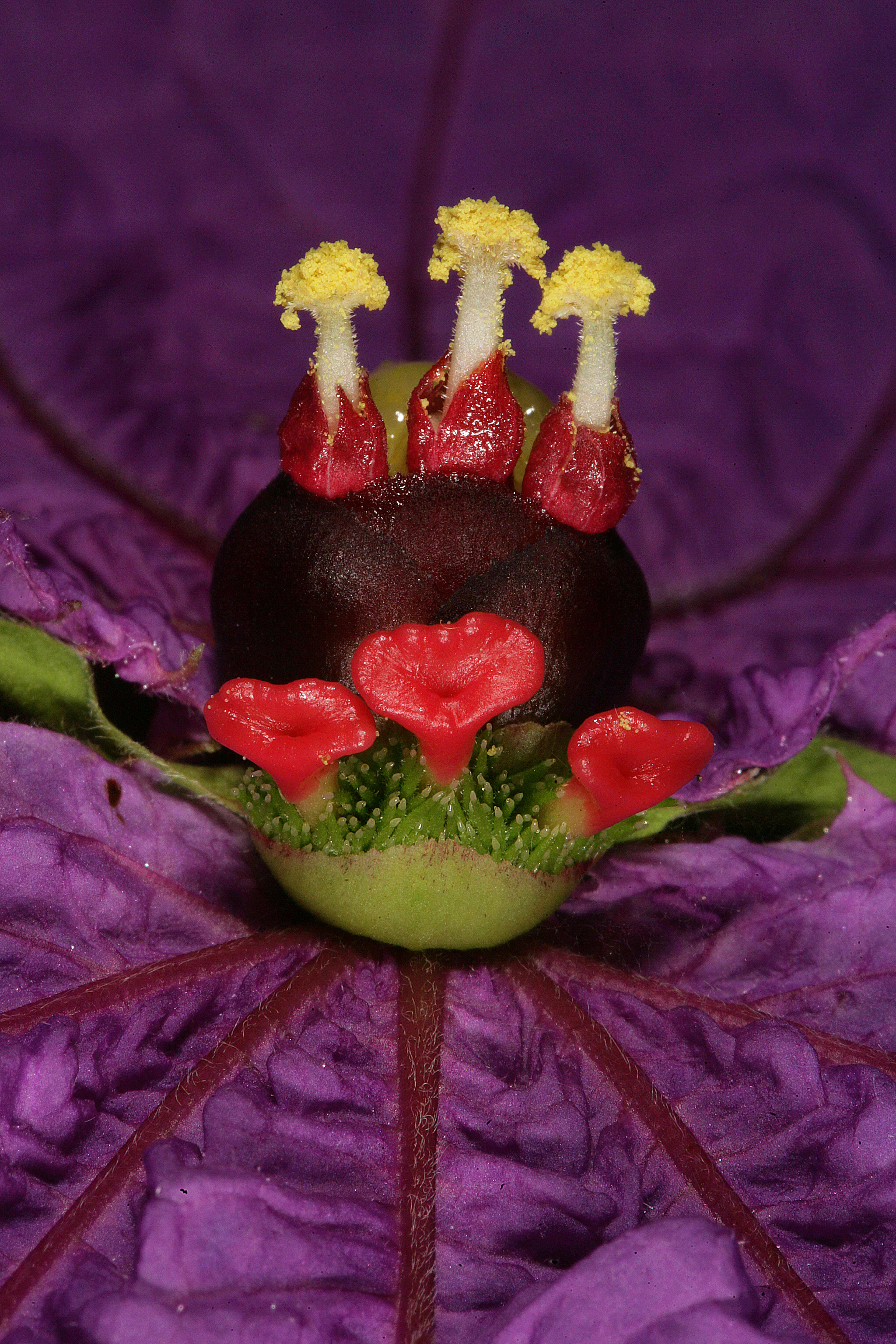 Plancia ëd Dalechampia dioscoreifolia Poepp.