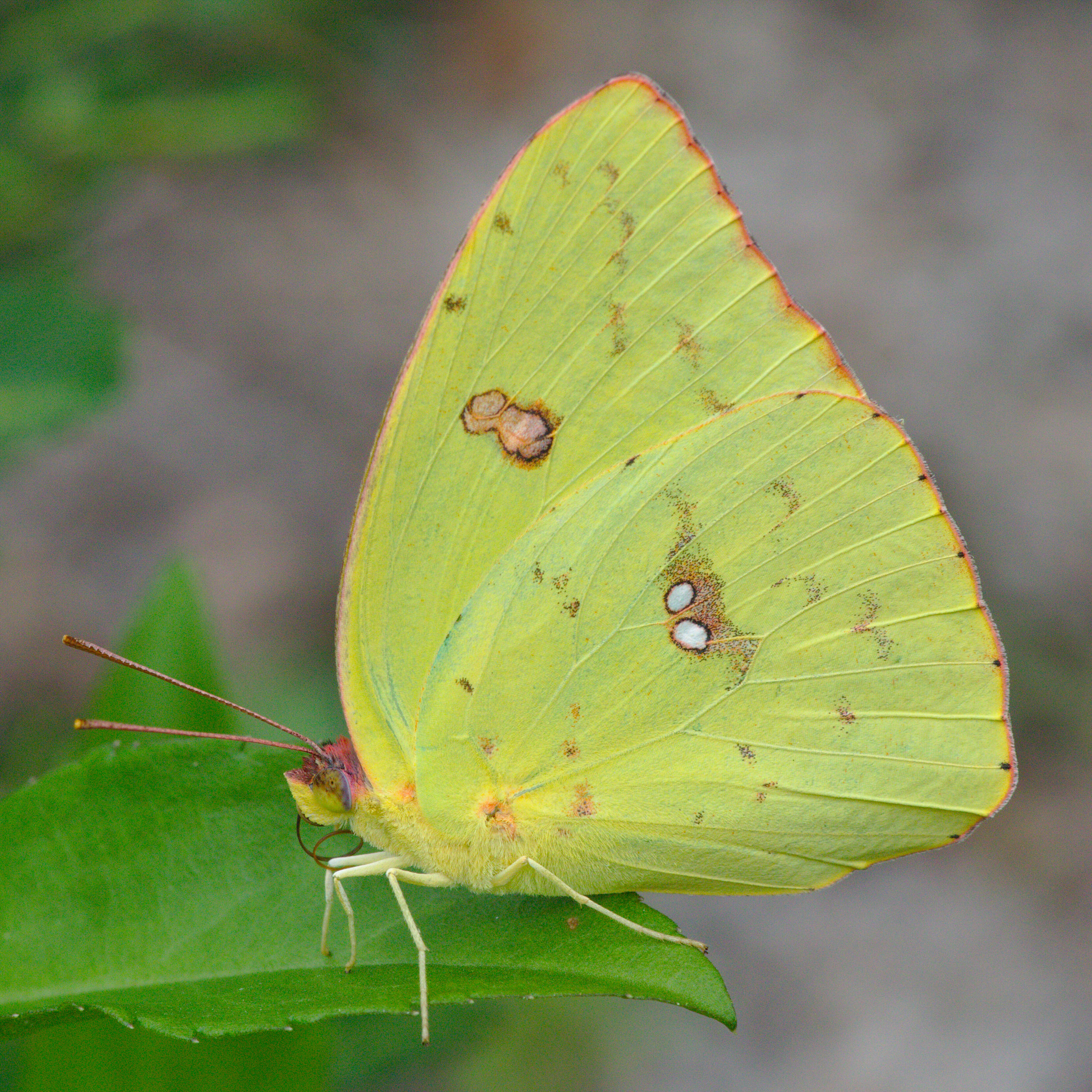 صورة Phoebis philea (Linnaeus 1763)