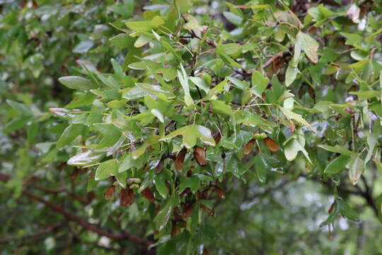 Image of Canyon Maple