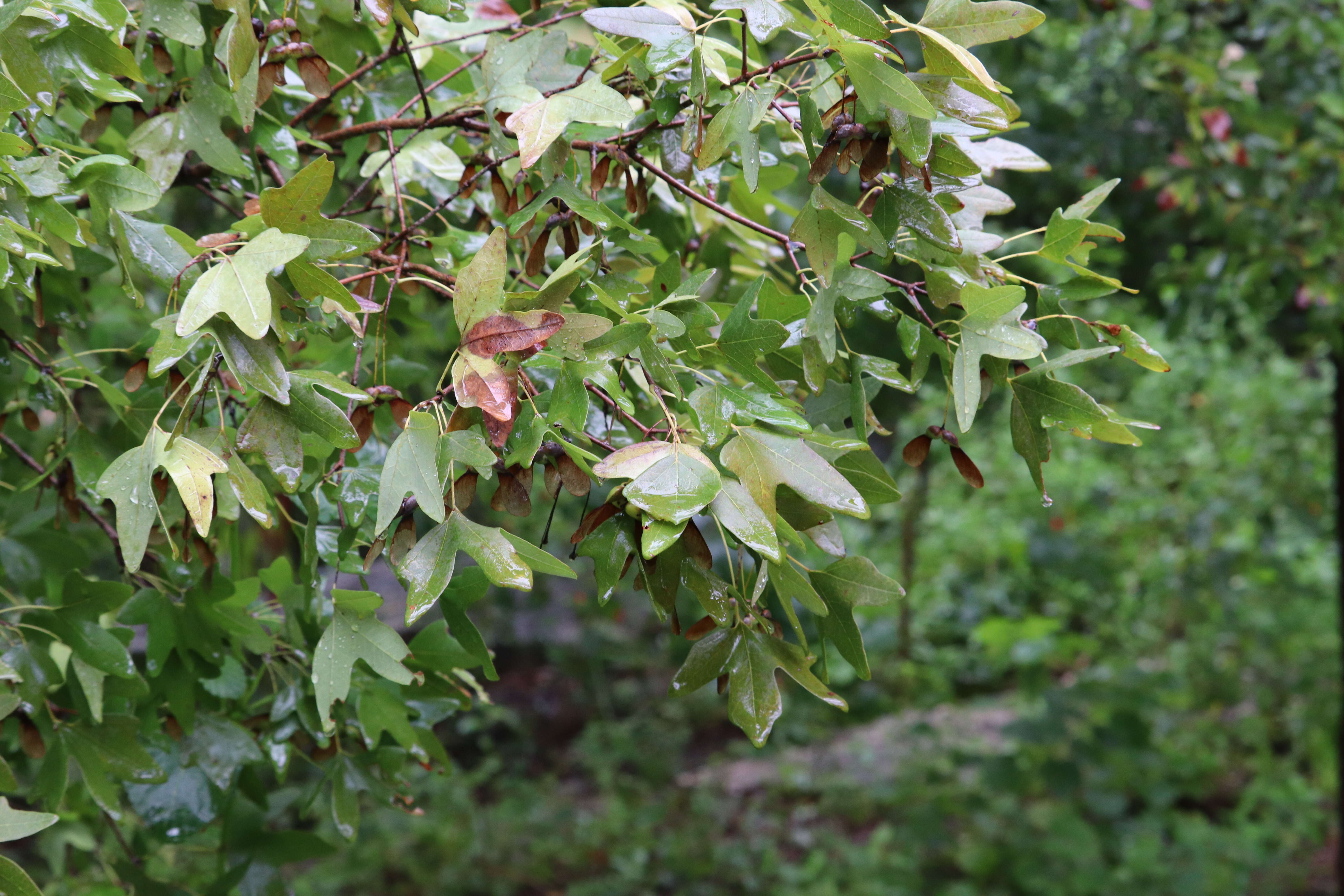 Image of Canyon Maple