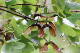 Image of Canyon Maple