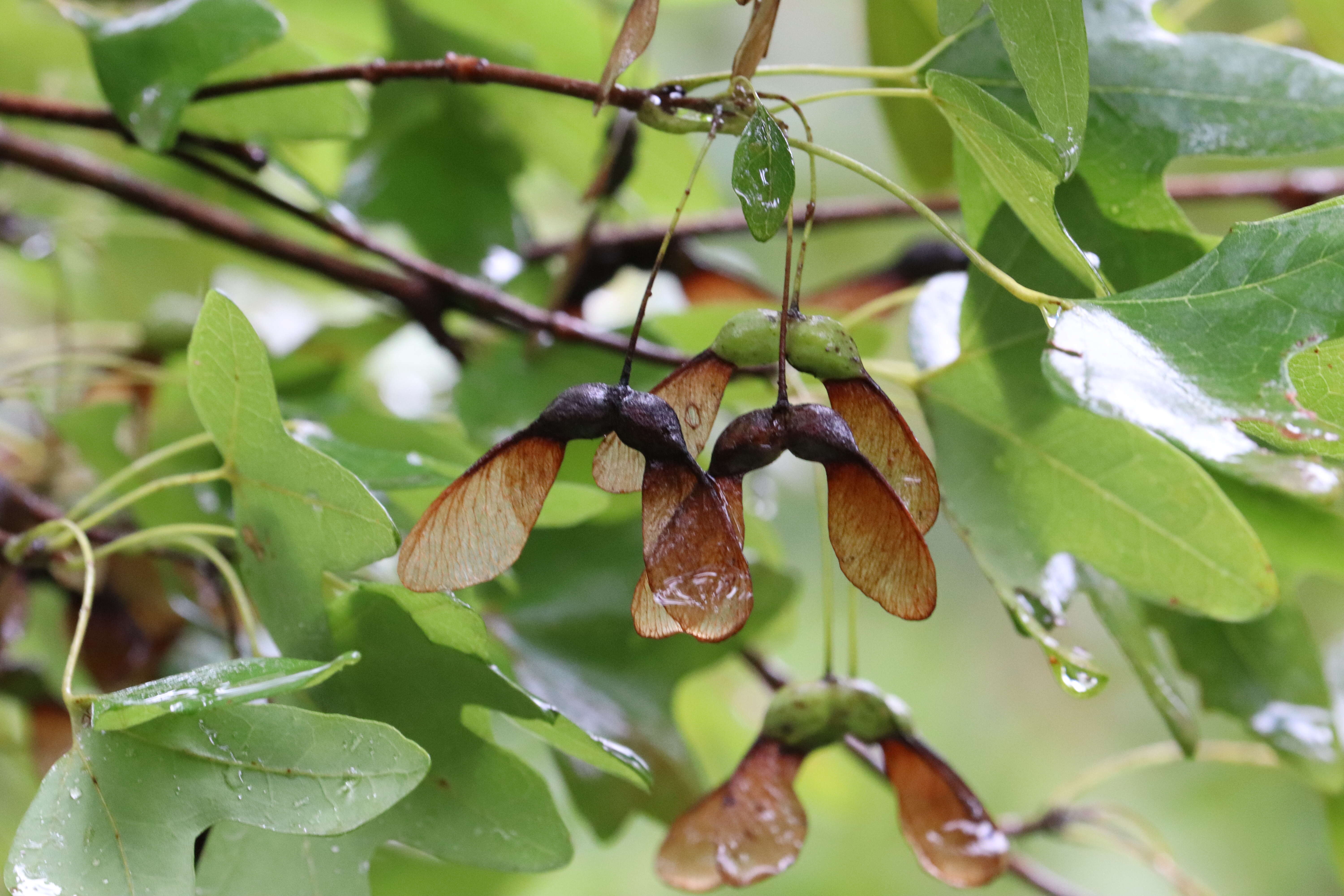 Imagem de Acer grandidentatum Nutt. ex Torr. & Gray