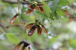 Image of Canyon Maple