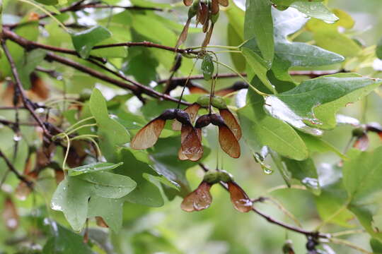 Imagem de Acer grandidentatum Nutt. ex Torr. & Gray