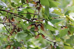 Image of Canyon Maple