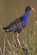 Image of Australasian Swamphen