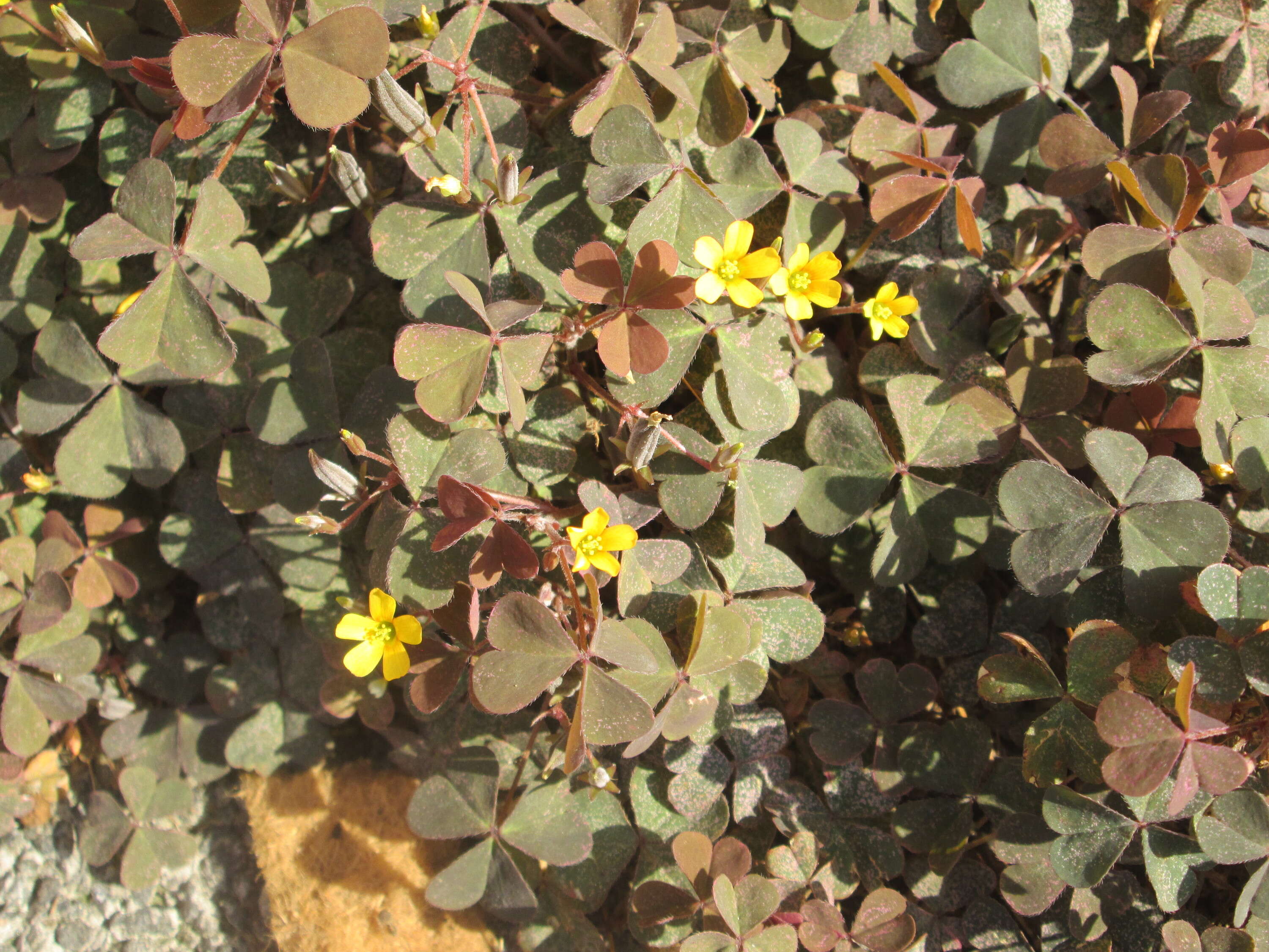 Image of creeping woodsorrel