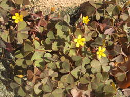 Image of creeping woodsorrel