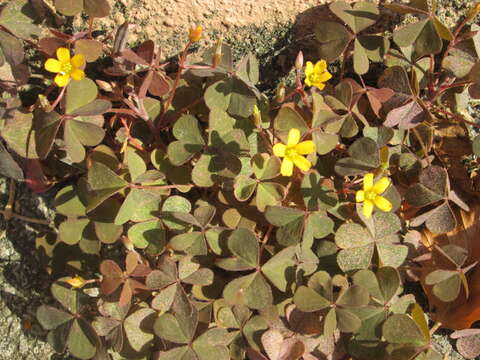 Image of creeping woodsorrel