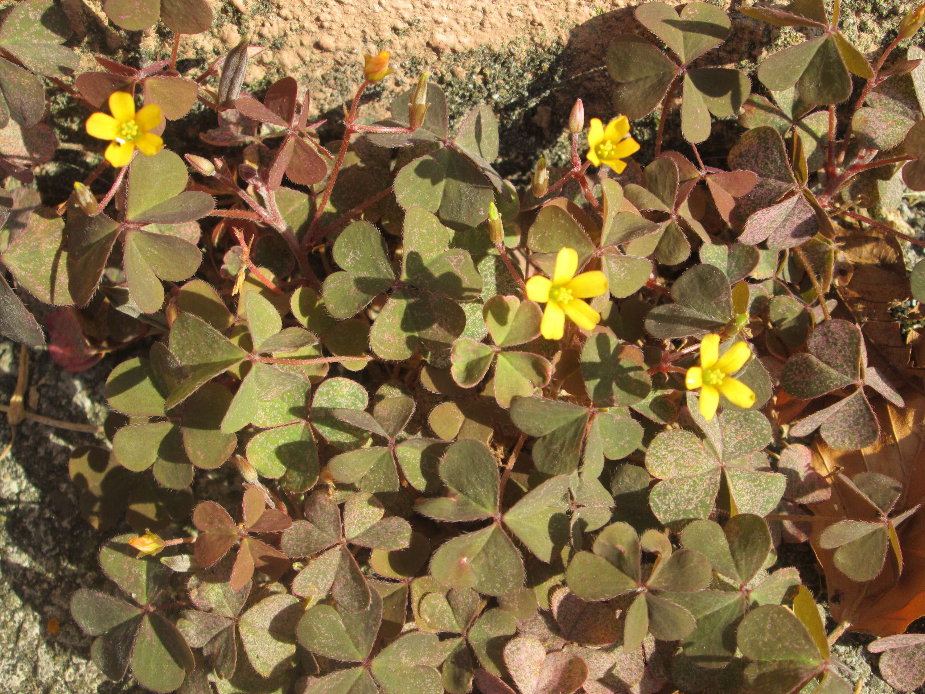 Image of creeping woodsorrel